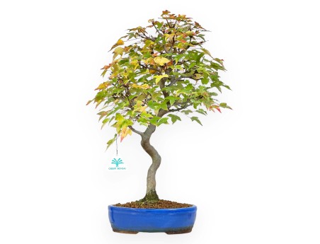 Maple bonsai 49 cm | Blue oval pot