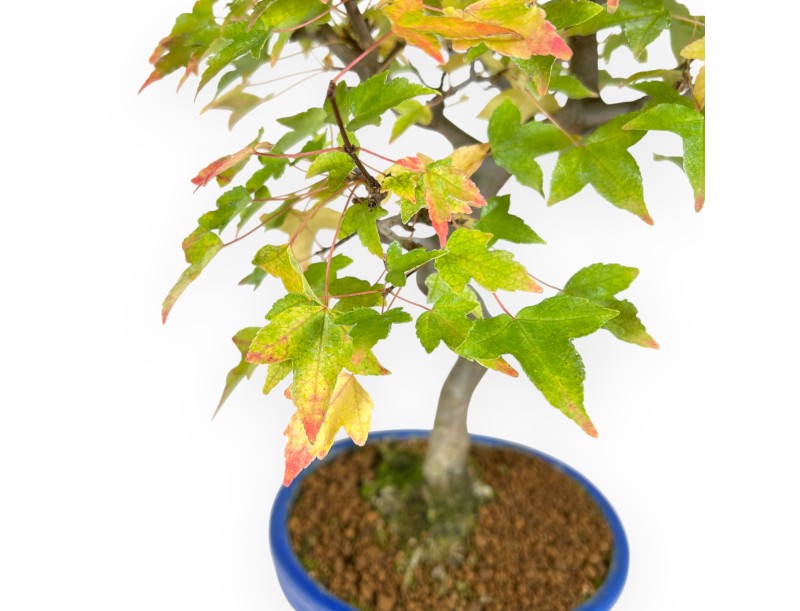 Bonsaï de Érable de 49 cm | Pot ovale bleu