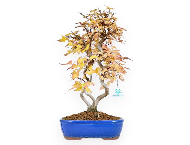 Maple bonsai 48 cm | Blue oval pot