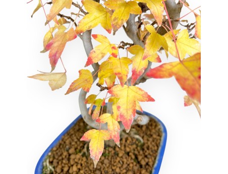 Ahorne Bonsai von 48 cm | Oval blau Topf