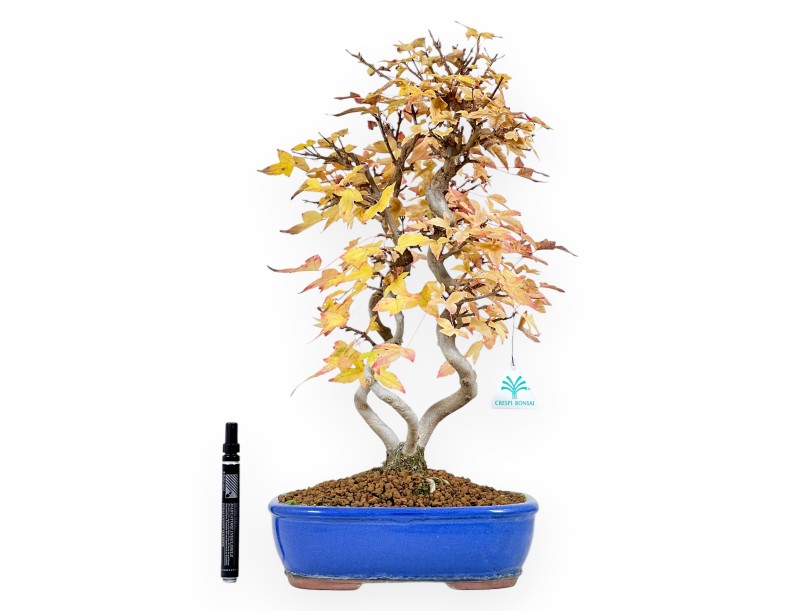 Maple bonsai 48 cm | Blue oval pot