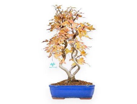 Bonsai di acero da 48 cm | Vaso ovale blu