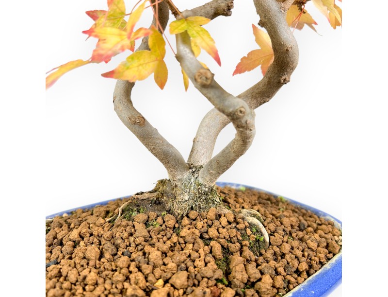 Bonsái de arce de 48 cm | Maceta oval azul