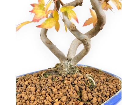 Bonsaï de Érable de 48 cm | Pot ovale bleu
