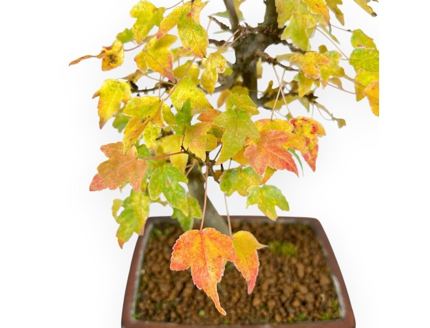 Bonsai di acero da 31 cm | Vaso rettangolare bronzo 2