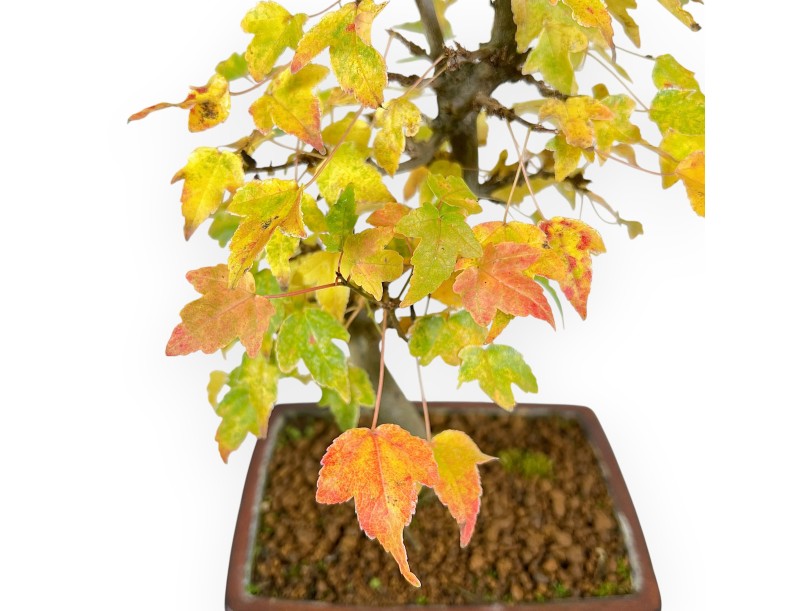 Ahorne Bonsai von 31 cm | Rechteckiger bronze Topf