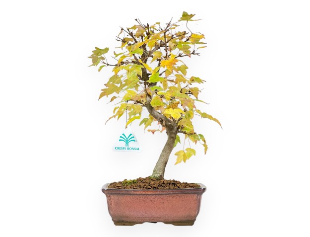 Esdoorn bonsai van 31 cm | Rechthoekige brons pot