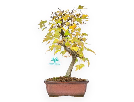 Bonsaï de Érable de 31 cm | Pot rectangulaire bronze
