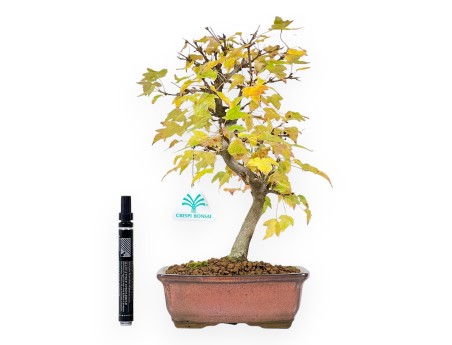Bonsái de arce de 31 cm | Maceta rectangular bronce