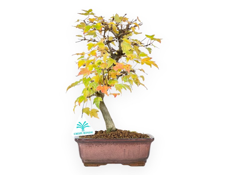 Bonsaï de Érable de 31 cm | Pot rectangulaire bronze