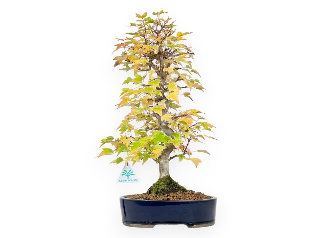 Bonsái de arce de 44 cm | Maceta oval azul