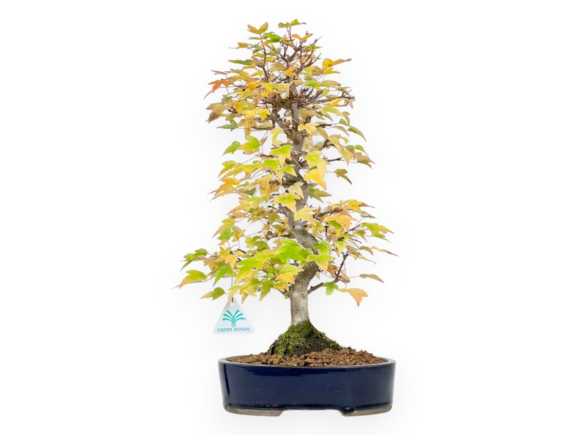 Bonsaï de Érable de 44 cm | Pot ovale bleu