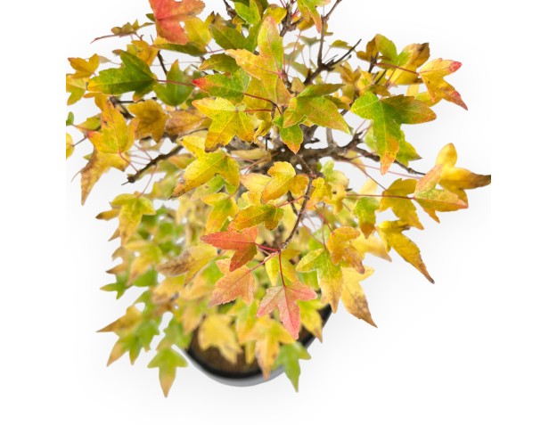 Ahorne Bonsai von 44 cm | Oval blau Topf 2