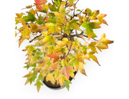Bonsaï de Érable de 44 cm | Pot ovale bleu