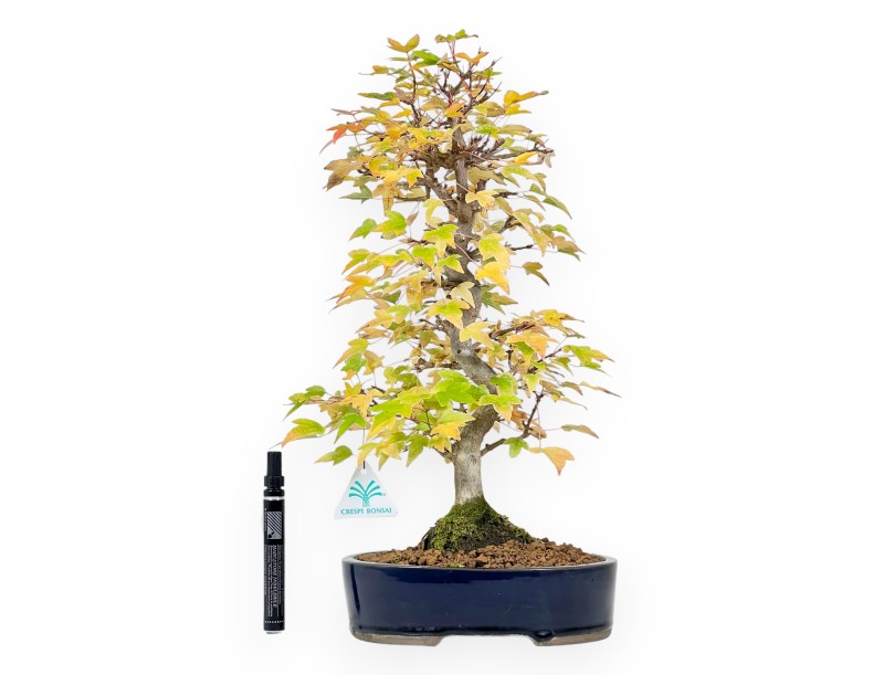 Bonsaï de Érable de 44 cm | Pot ovale bleu