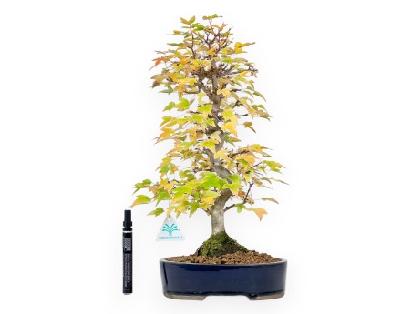 Ahorne Bonsai von 44 cm | Oval blau Topf