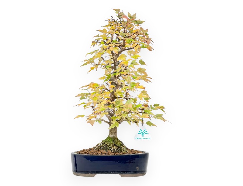 Bonsai di acero da 44 cm | Vaso ovale blu