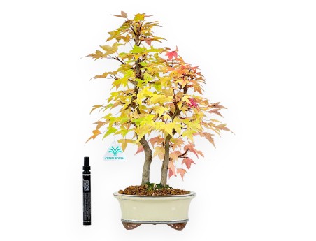 Bonsái de arce de 41 cm | Maceta oval beige