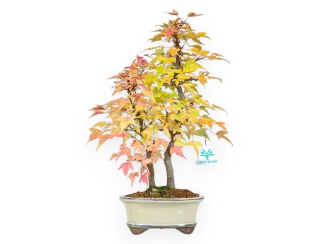 Bonsaï de Érable de 41 cm | Pot ovale beige