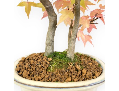 Bonsái de arce de 41 cm | Maceta oval beige
