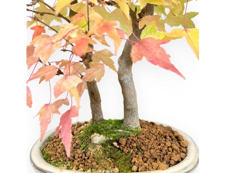 Bonsaï de Érable de 41 cm | Pot ovale beige
