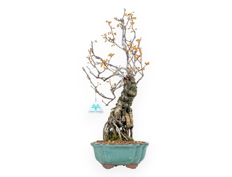 Bonsai di Celastrus da 48 cm | Vaso tondo verde