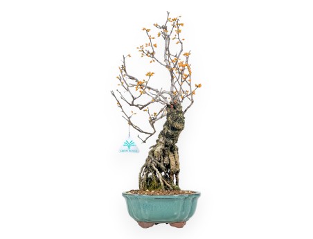 Celastrus bonsai 48 cm | Green round pot