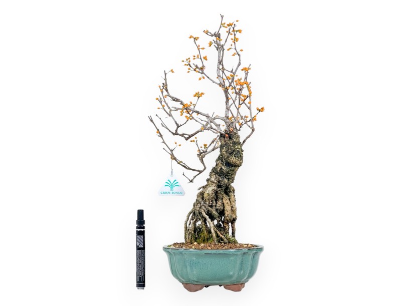 Bonsái de Celastrus de 48 cm | Maceta redondo verde