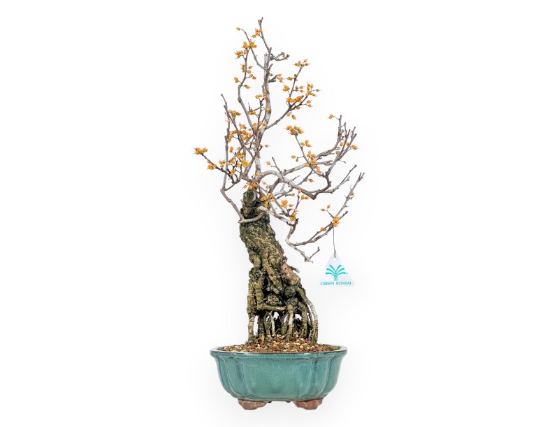Bonsái de Celastrus de 48 cm | Maceta redondo verde