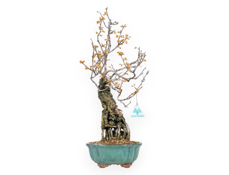 Celastrus bonsai 48 cm | Green round pot
