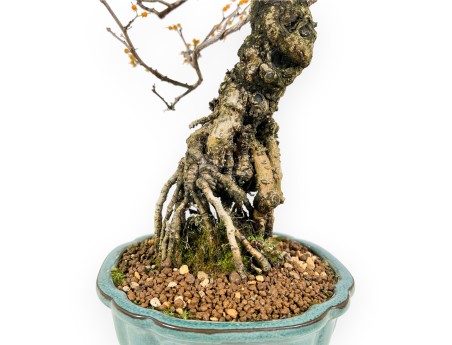 Celastrus Bonsai von 48 cm | Rund grün Topf