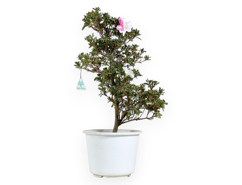 Bonsai di Azalea da 52 cm | Vaso in plastica tondo bianco