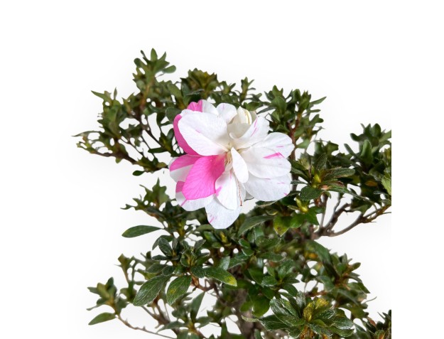 Planta para trabajar de azalea de 52 cm | Maceta de plástico 2