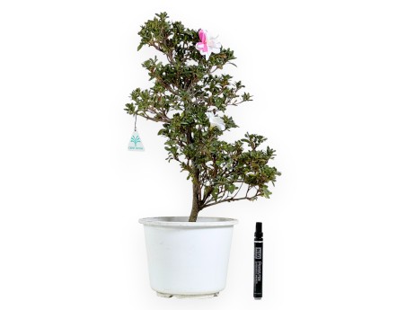 Azalee Arbeitspflanze von 52 cm | Weißer rund Kunststoff Topf