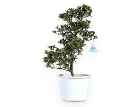 Bonsai di Azalea da 52 cm | Vaso in plastica tondo bianco