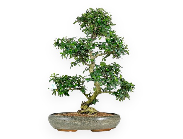 Bonsai di Carmona da 67 cm | Vaso ovale verde oliva