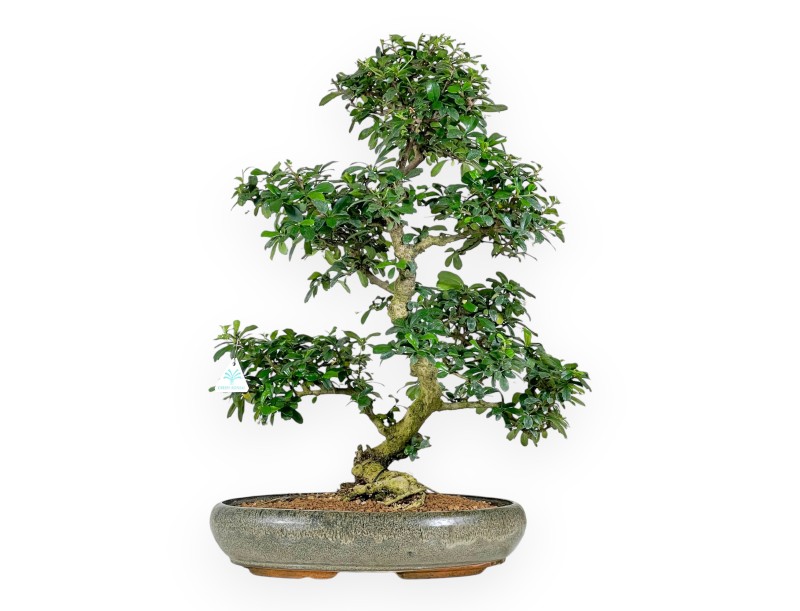Carmona bonsai, 67 cm | Olive green oval pot