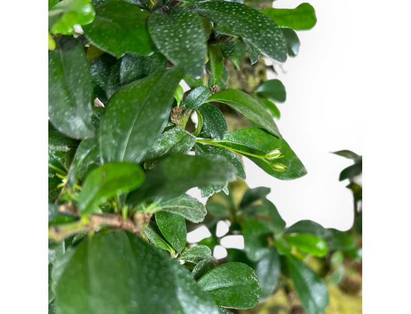 Carmona bonsaï de 67 cm | Pot ovale vert olive
