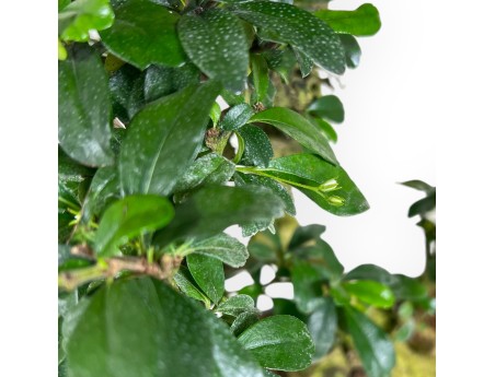 Carmona bonsaï de 67 cm | Pot ovale vert olive