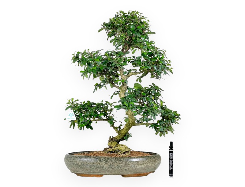 Carmona bonsái de 67 cm | Maceta oval verde oliva
