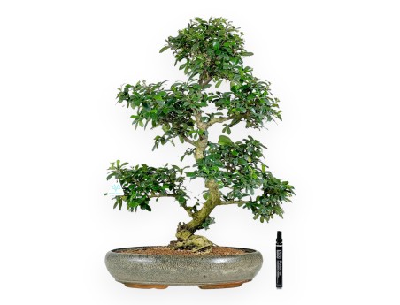 Carmona bonsaï de 67 cm | Pot ovale vert olive