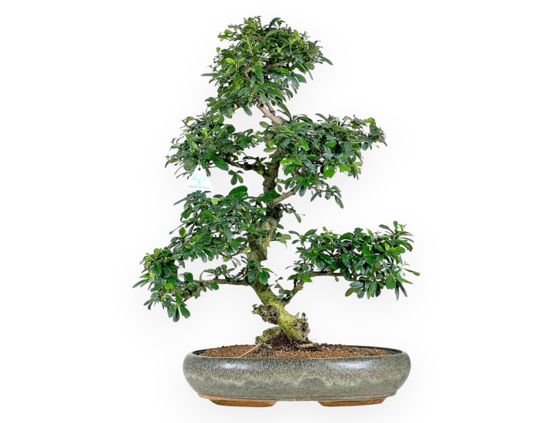 Carmona bonsai von 67 cm | Oval olivgrüner Topf