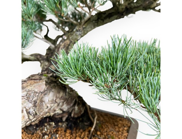 Pinus Pentaphylla bonsai 59 cm | Rectangular stoneware pot 2