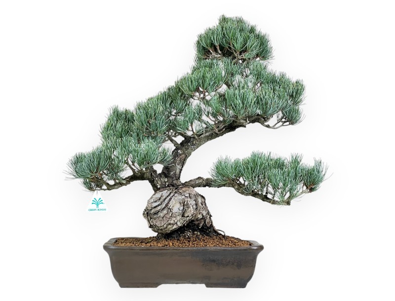 Pinus Pentaphylla Bonsai 59 cm | Rechteckiger Steingut Topf