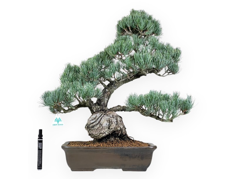 Pinus Pentaphylla Bonsai 59 cm | Rechteckiger Steingut Topf