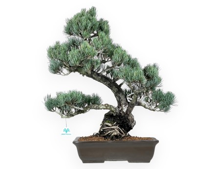 Pinus Pentaphylla bonsái 59 cm | Maceta rectangular de gres