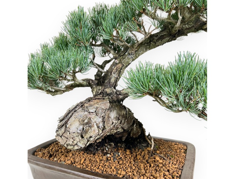Pinus Pentaphylla bonsai 59 cm | Rectangular stoneware pot