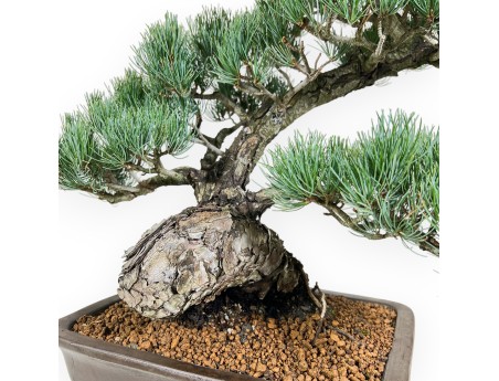 Pinus Pentaphylla Bonsai 59 cm | Rechteckiger Steingut Topf