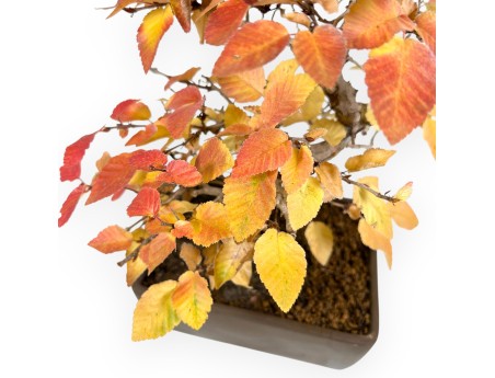 Bonsai di Carpino da 31 cm | Vaso rettangolare grès