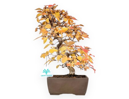 Hainbuche Bonsai von 31 cm | Rechteckiger Steingut Topf
